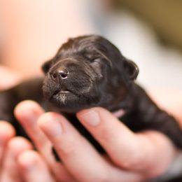 Kerry Blue Terrier Puppies from Costerra Kerry Blue Terriers