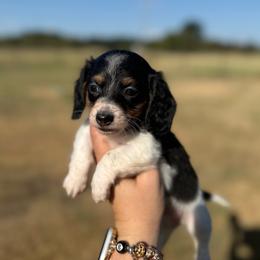 Fran - Piebald female Dachshund puppy in Durant, Oklahoma from Big Creek Mini Dachshund