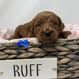Meli's Blue Female - Apricot female Goldendoodle puppy in Great Falls, Montana from Montana Goldendoodles