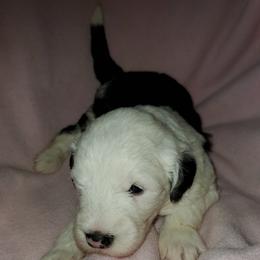 Bud - Black and white male Sheepadoodle puppy in Bellevue, Iowa from Fluffy Wonders Poms and Doodles