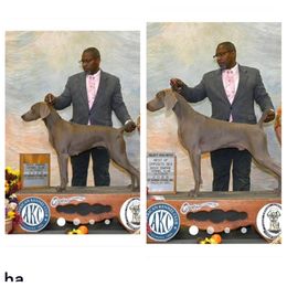 Weimaraner puppies from Witt Weimaraner Kennel
