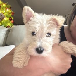 Winston - Wheaten male Scottish Terrier puppy in Lancing, Tennessee from Pilot Mtn Scottie’s