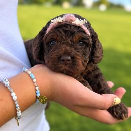 Light Pink Collar - Nagini - Brown and tan female Cockapoo puppy in Mt Bethel, Pennsylvania from Stasia’s Cutiepoos