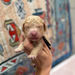 Tortellini - Yellow and white male Bernedoodle puppy in Macon County, North Carolina from Mountain Doodles