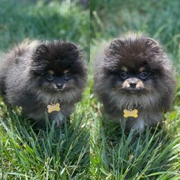 Pomeranian Puppies from Glitzypoms