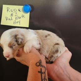 Rosie Boy 2 - Red merle male Miniature Australian Shepherd puppy in Hampton, Tennessee from TC Farms Stock Dogs - Miniature Australian Shepherds