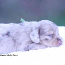 Gucci - Dapple male Dachshund puppy in Murray, Kentucky from Shadow Ridge Farms