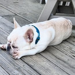 Tank - French Bulldog