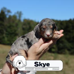 Skye - Blue merle and white female Sheepadoodle puppy in Cleveland, Tennessee from Narrow Path Old English & Sheepadoodles
