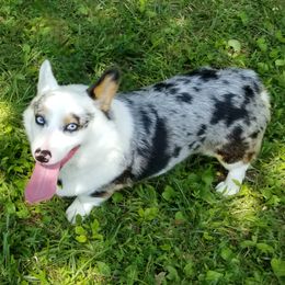 Tao - Pembroke Welsh Corgi