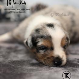 Mathis- BMM - Blue merle male Australian Shepherd puppy in Nacogdoches, Texas from TK Standard, Mini, & Toy Aussies