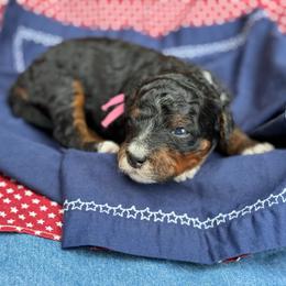 Pink - Tri-color female Bernedoodle puppy in Hesperia, Michigan from Red Acres Poodles & Doodles