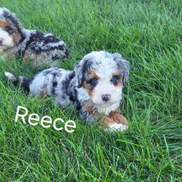 Reece - Blue merle female Bernedoodle puppy in East Earl, Pennsylvania from Mountainside Puppies