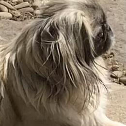 Joey - Pekingese