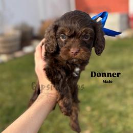 Donner - Chocolate male Cavapoo puppy in Herriman, Utah from Gypsi Doodles & Poodles LLC.