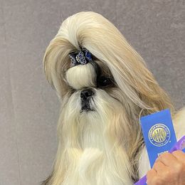 Brooks - Shih Tzu