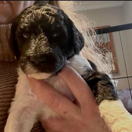 Elliott - Parti male Poodle puppy in Greenwich, New York from MizzElle’s Standard Poodles