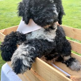 Goldendoodle and Poodle Puppies from SnickerDoodlePups