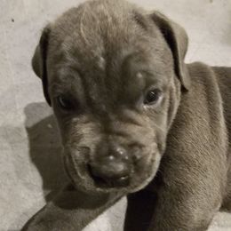 Boy 3 - Gray male Cane Corso puppy in Dunnellon, Florida from Touch of Spice Kennels