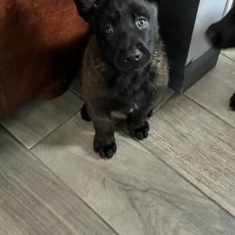 Belgian Malinois Puppies from Focused Obedient Belgian Malinois