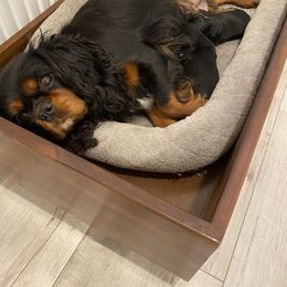 Cavalier King Charles Spaniel Puppies from Tsarevich Goldens and Cavaliers