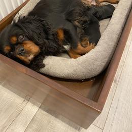 Cavalier King Charles Spaniel Puppies from Tsarevich Goldens and Cavaliers