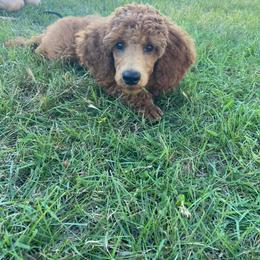 Poodle Puppies from Phantoms Of The Royal Opera House