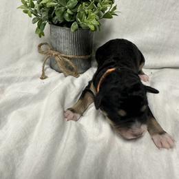 Holly - Tri-color female Bernedoodle puppy in Leesport, Pennsylvania from Bechtel’s Tiny Bernadoodles
