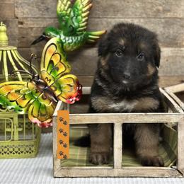 Orange - Yang - Black and red male German Shepherd puppy in Iola, Wisconsin from Aus Hütehunde German Shepherds