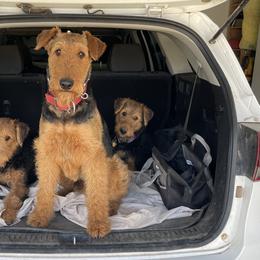 Airedale Terriers from Airedales of Myriad Ranch