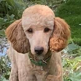 Fritz - Poodle