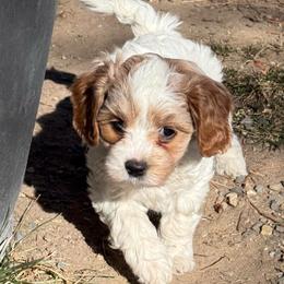 Dasher - Brown Collar - Blenheim male Cavapoo puppy in South Jordan, Utah from Simply Sweet Paws. LLC