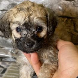 Prancer - Sable Poodle puppy in Copperas Cove, Texas from Grapeshot Poodles & Doodles LLC