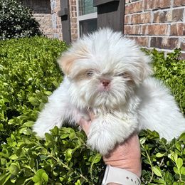 Ice - White male Shih Tzu puppy in Bentonville, Arkansas from T & D Dachshunds by design
