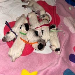 Teal - Blue female Australian Cattle Dog puppy in Chelsea, Oklahoma from CT Mini Heelers