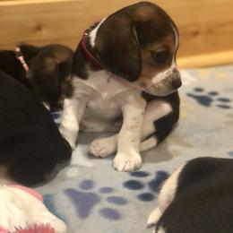 Beagle Puppies from Beech Grove Beagles
