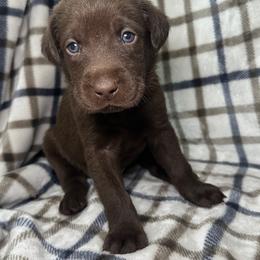 Boy 9 - Chocolate male Labrador Retriever puppy in Disputanta, Virginia from Powells Creek Retreivers