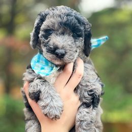 Snickers - Merle male Whoodle puppy in Knoxville, Tennessee from Fleury Farm Doodles TN