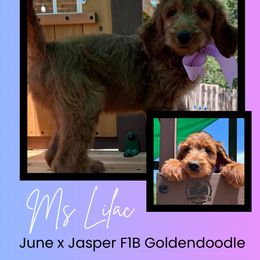 Ms. Lilac - Red  female Goldendoodle puppy in Blue Springs, Missouri from Farmstead 51