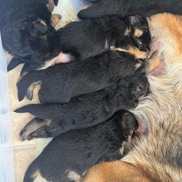 Miss Blue - Black and red female German Shepherd puppy in Lawton, Michigan from Free Indeed Shepherds