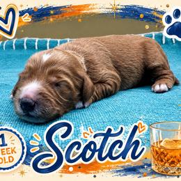 Scotch - Red  male Goldendoodle puppy in Hendersonville, North Carolina from Kim's Cove