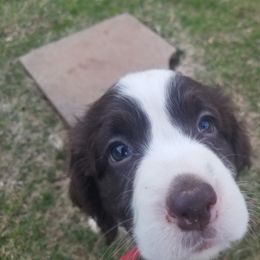 Dogue de Bordeaux and English Springer Spaniel Puppies from Wildwood