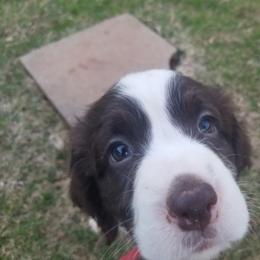 Dogue de Bordeaux and English Springer Spaniel Puppies from Wildwood