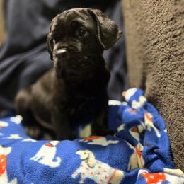 Lil panda - Black male Cane Corso puppy in Tabor City, North Carolina from Dream Team Kennels