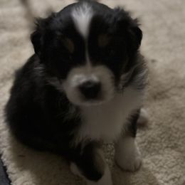 Australian Shepherd Puppies from Glacier Big Sky Aussies