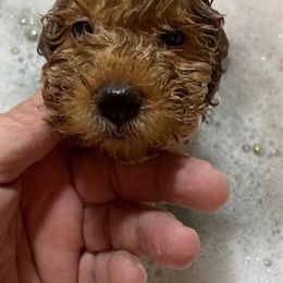 Cavachon, Cavalier King Charles Spaniel, Cavapoo, Goldendoodle, and Poodle Puppies from Manoka's Honeybee