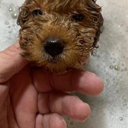 Cavachon, Cavalier King Charles Spaniel, Cavapoo, Goldendoodle, and Poodle Puppies from Manoka's Honeybee