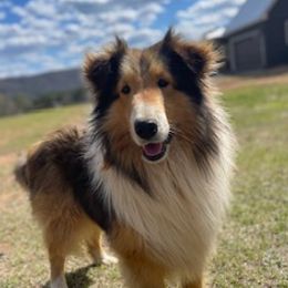 Chance - Shetland Sheepdog