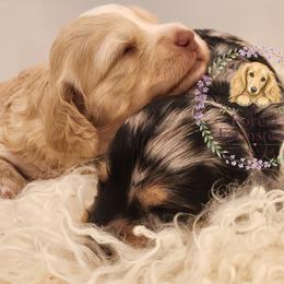 Dahlia - Cream female Dachshund puppy in Poulsbo, Washington from Forest Farmstead Dachshunds