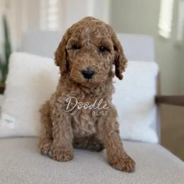 Luke - Red  male Goldendoodle puppy in Gilbert, Arizona from Doodle Bliss